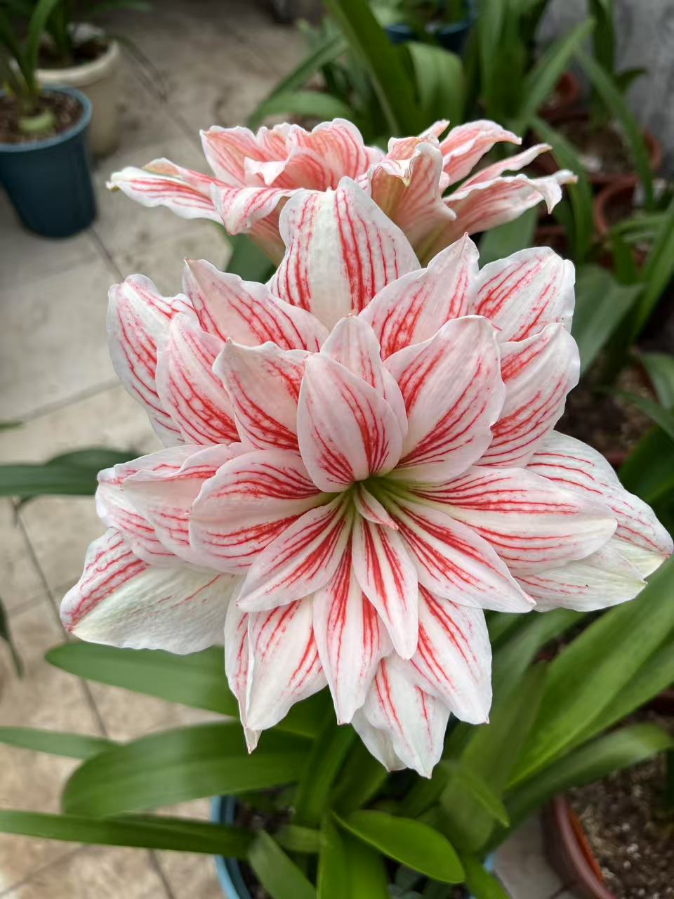 朱顶红一物一拍 链接