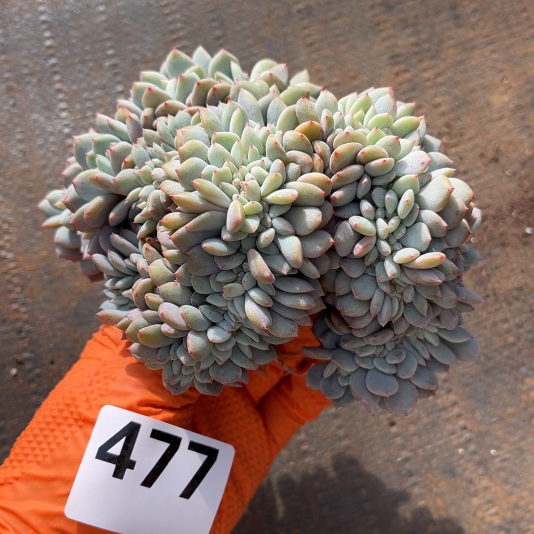 477号新疆西藏内蒙古不包邮底切