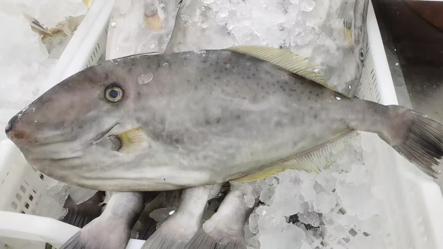 野生本港大剥皮鱼