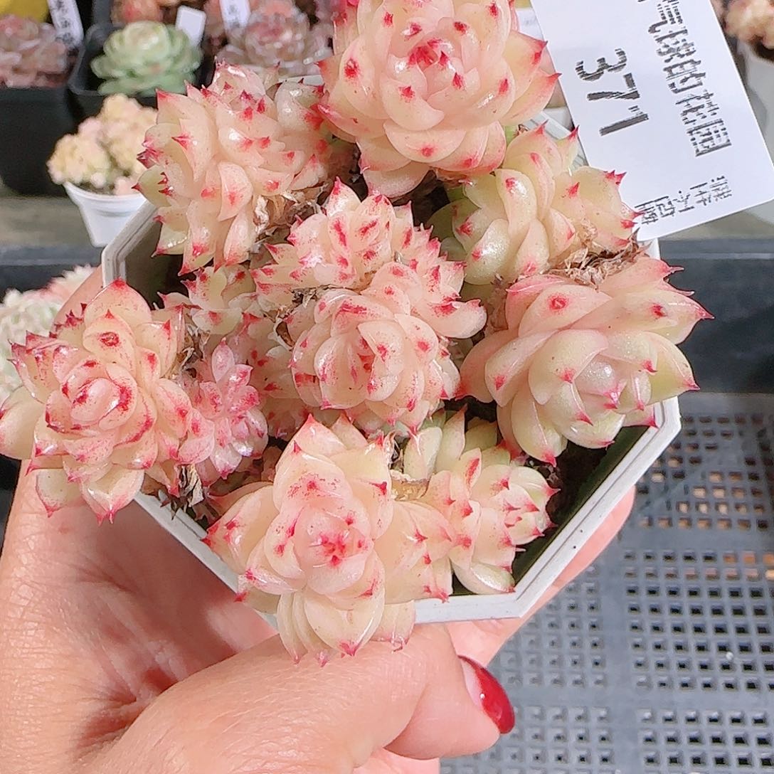 1208-371麦秆不包整