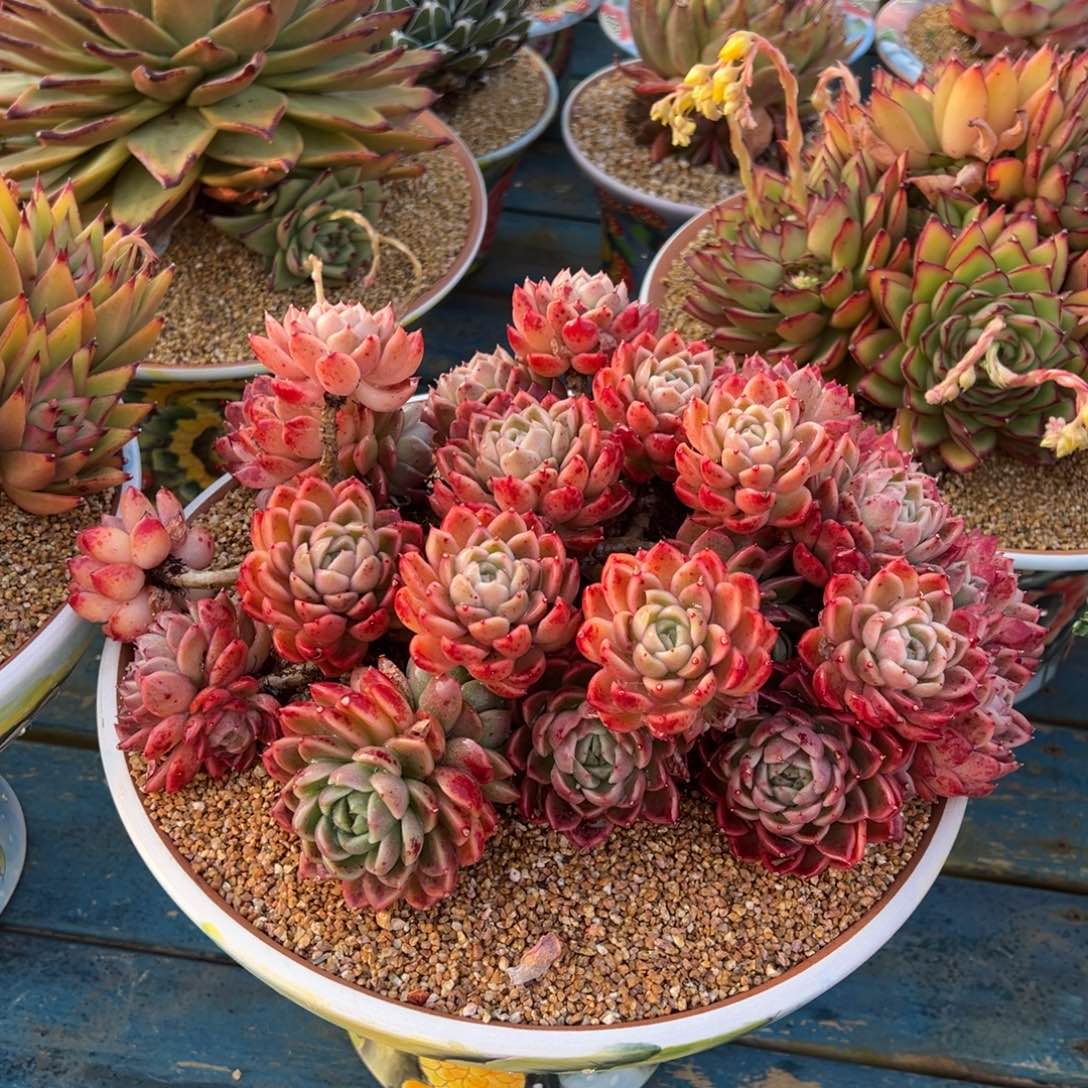 从前慢多肉精选编号0211.冰水鬼