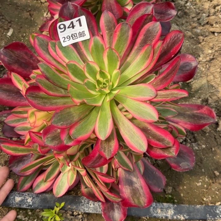 美杜……多肉植物……