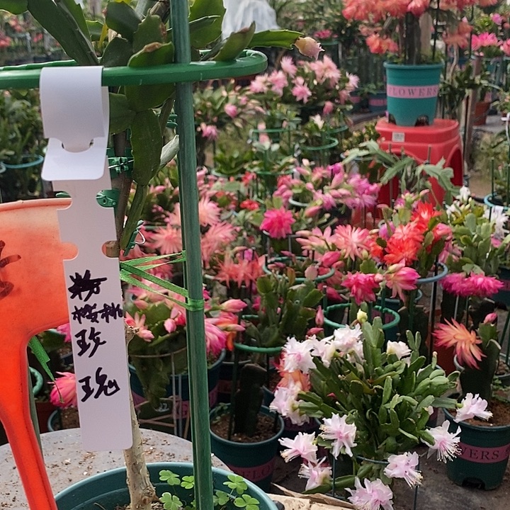 叶仙嫁接樱桃玫瑰505