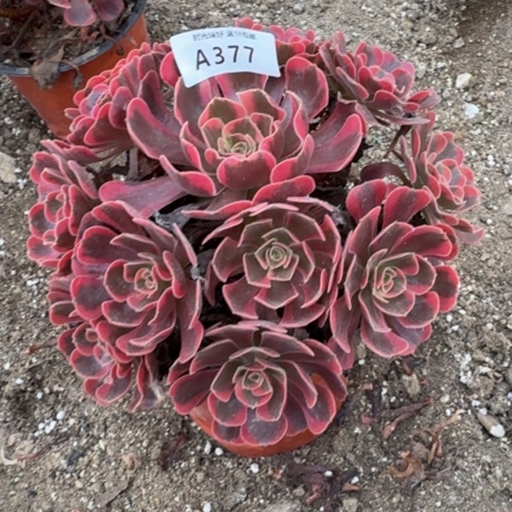 377。爱神。多肉植物