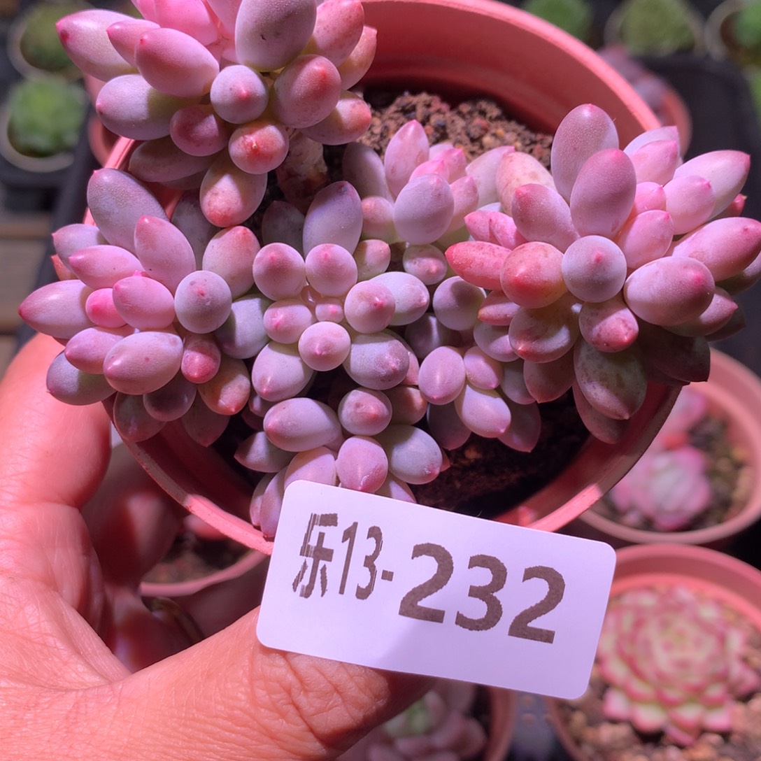 乐然13-232 婴儿手指 