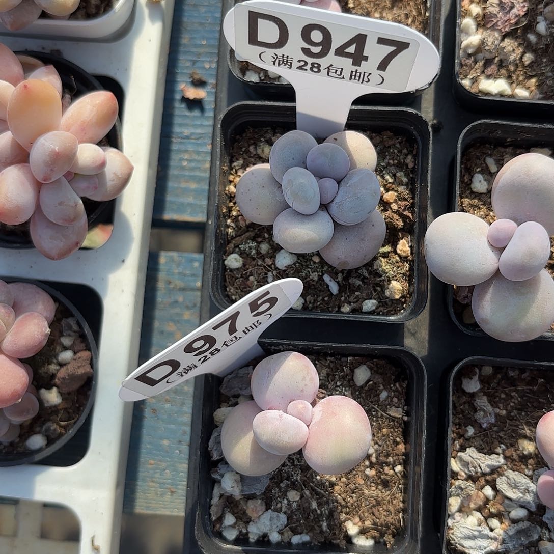 D947水光针一物一拍