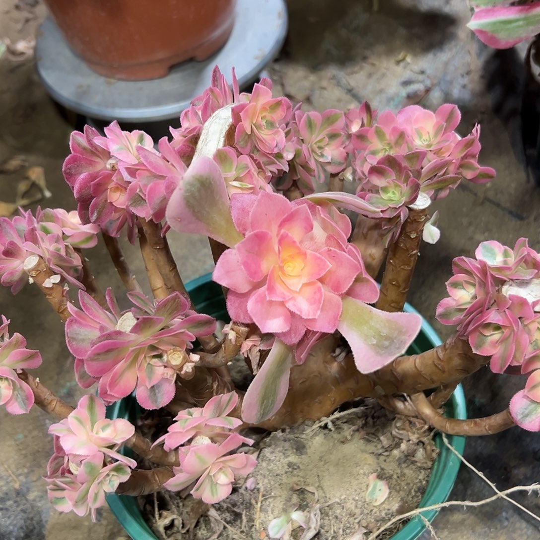 多肉粉女巫缀花母本399