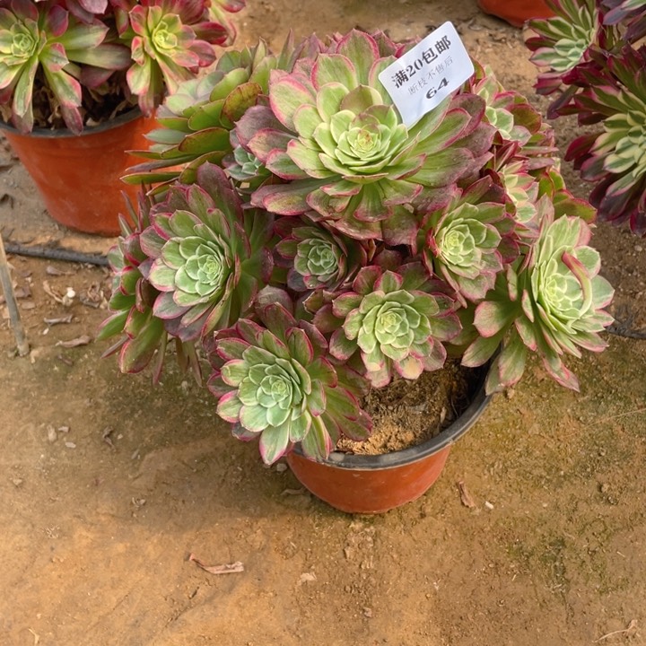 64莲花法师多肉断枝不售后