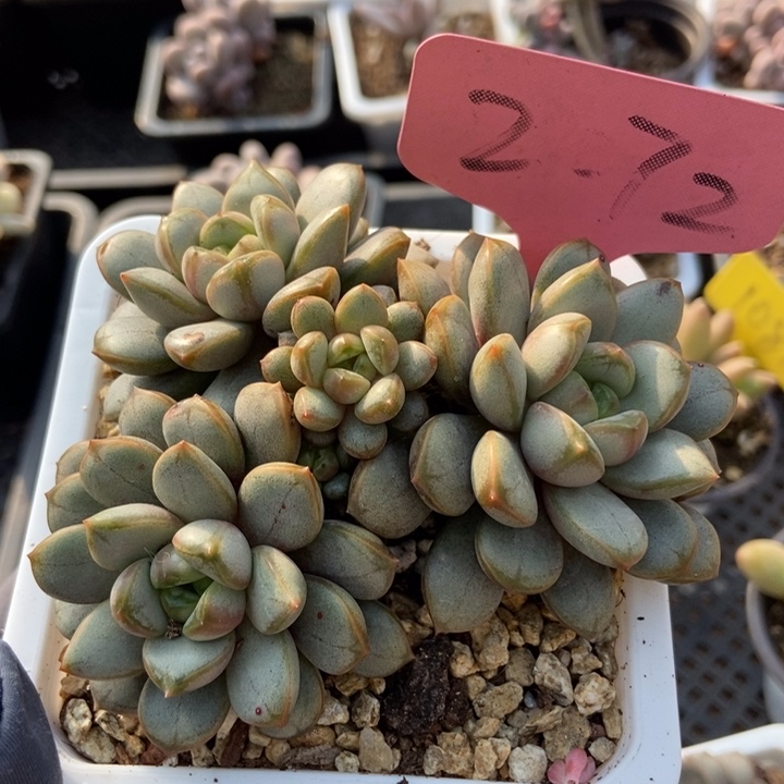 2072葡萄多肉植物