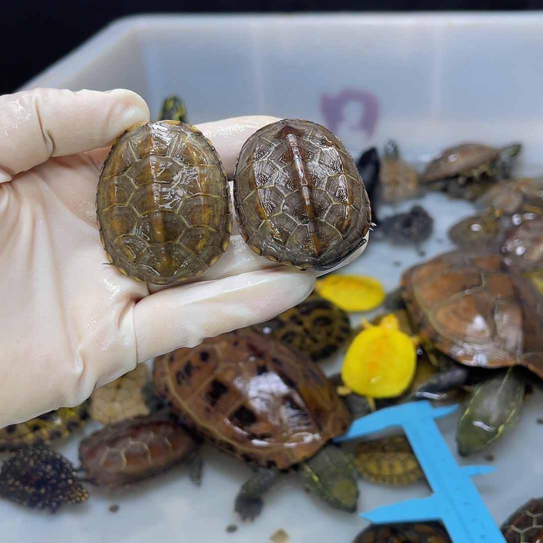 中华草龟公母搭配