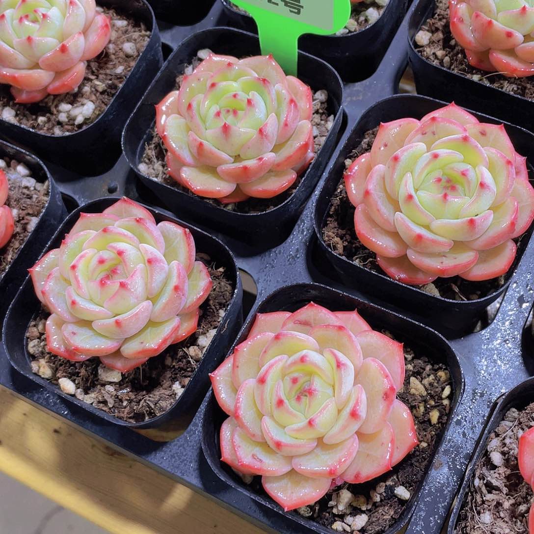 932号宽叶郁金香单头一个