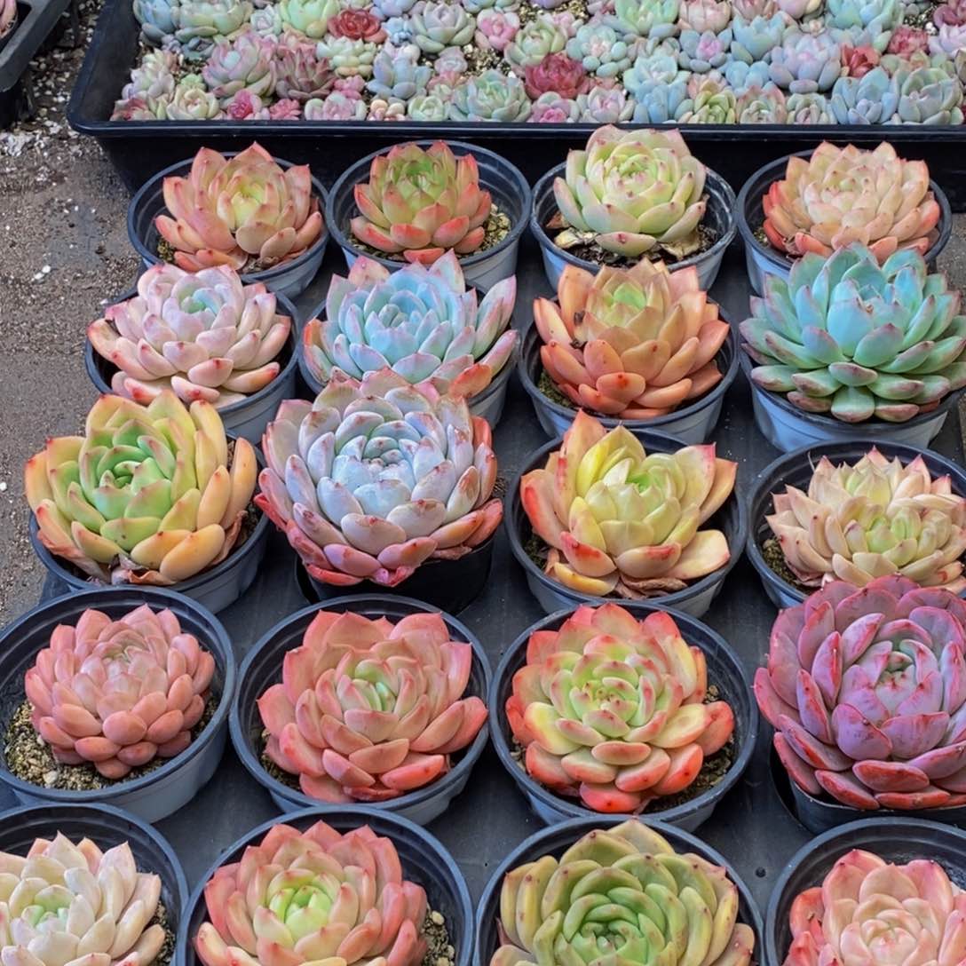 268的人在一起的时候