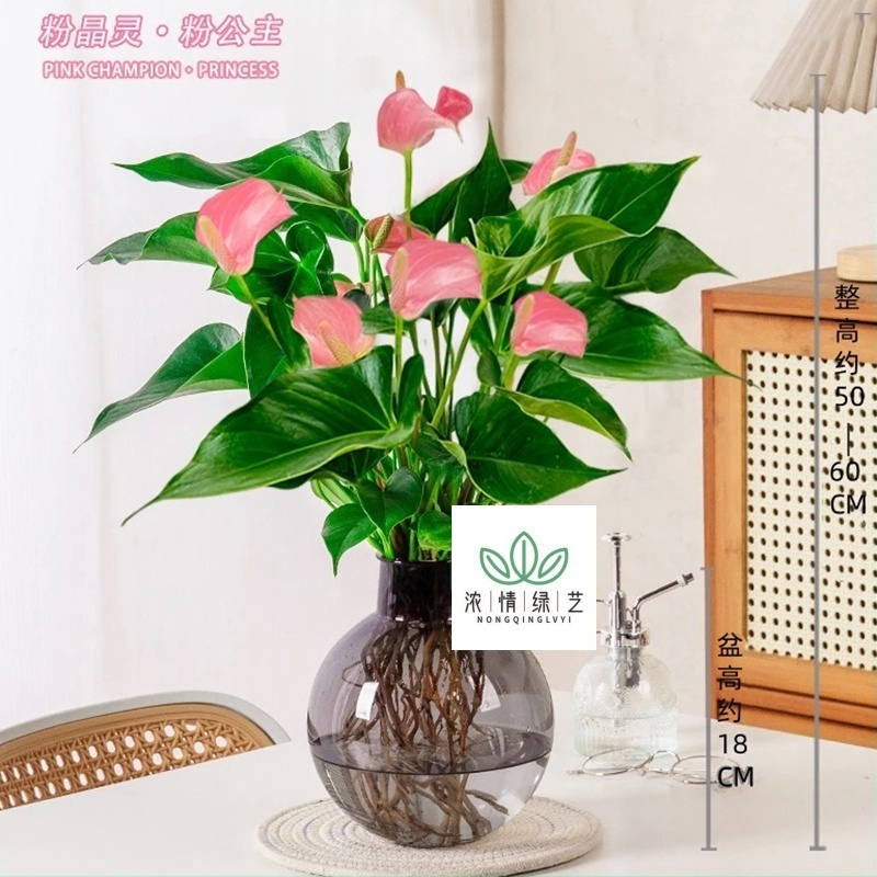 金谷园中（带花发货）粉精灵粉掌四季开花绿植室内客厅水培花卉盆栽