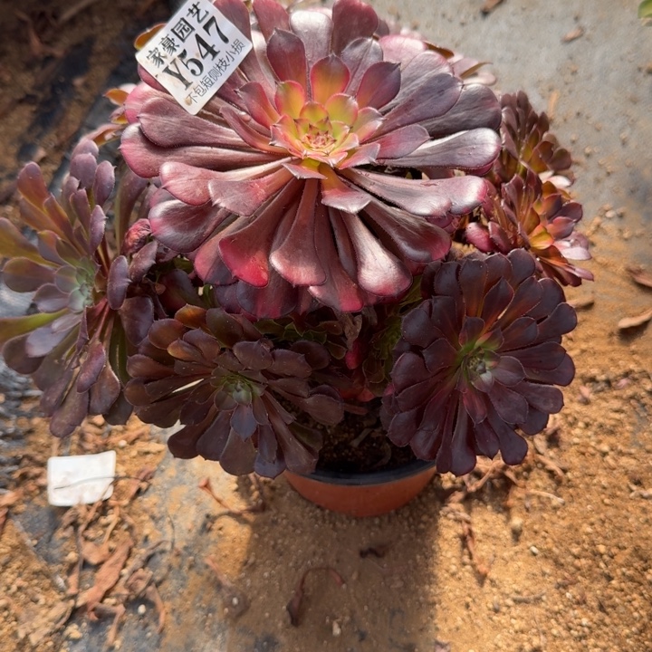 547铜壶七彩官服22左右2