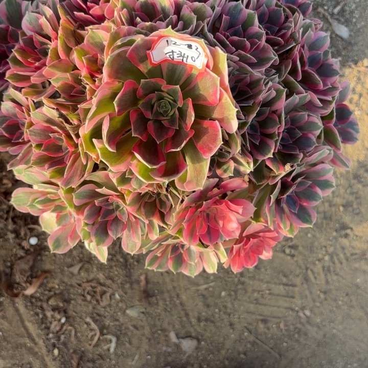 粉体女巫法师不包损10