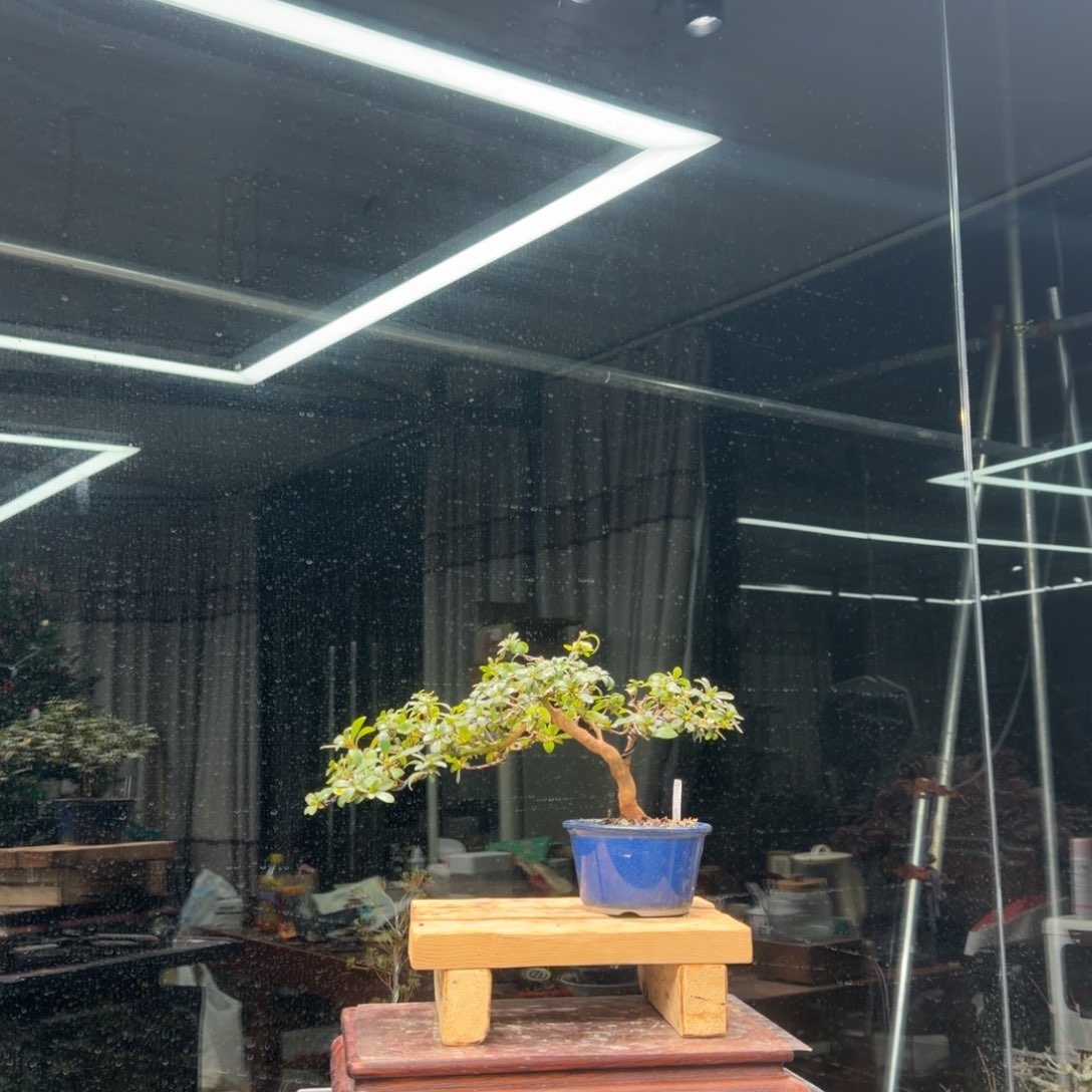 黄***咩无花朵花卉苗木花卉苗木