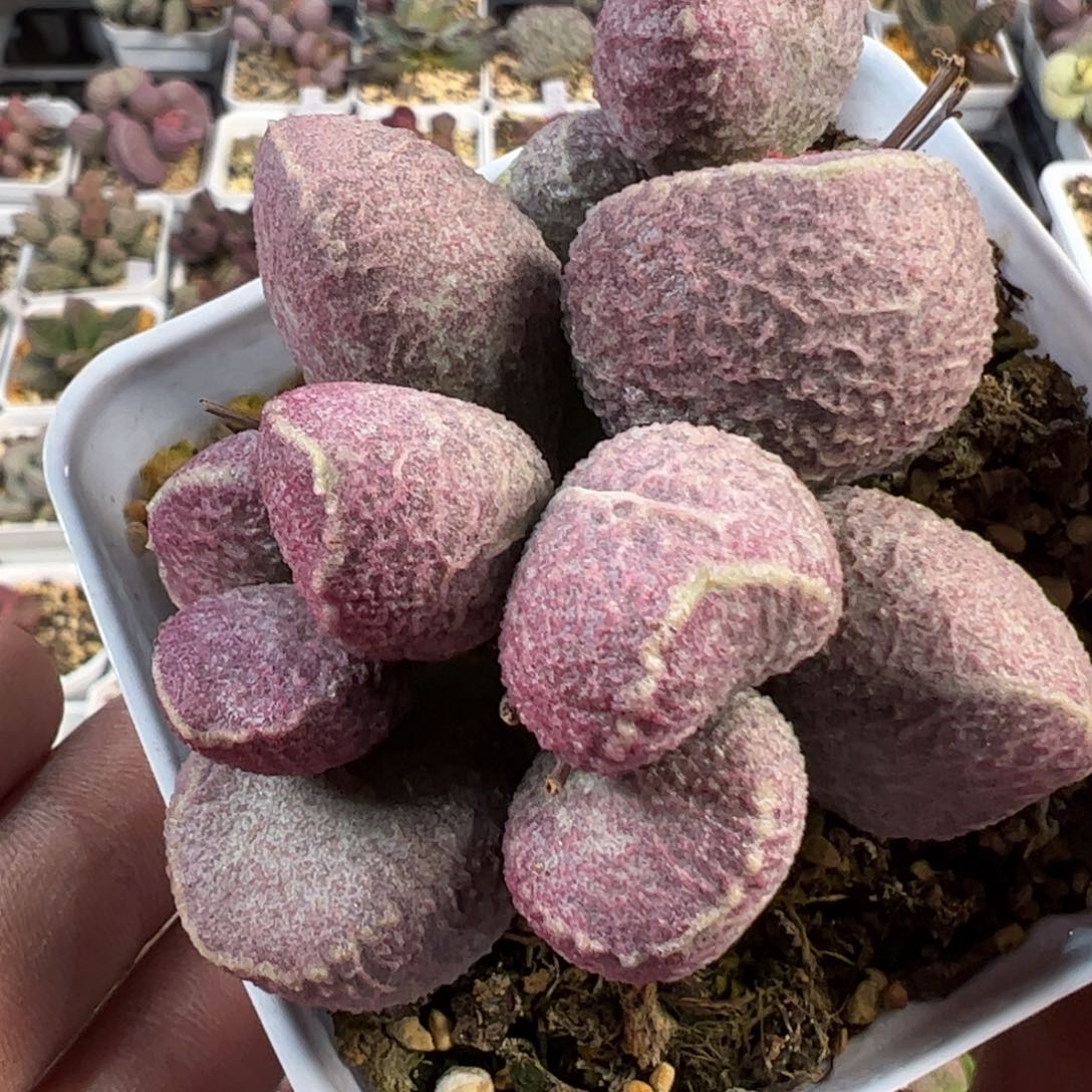 9方老桩多肉植物水泡大胖哈默猪肝