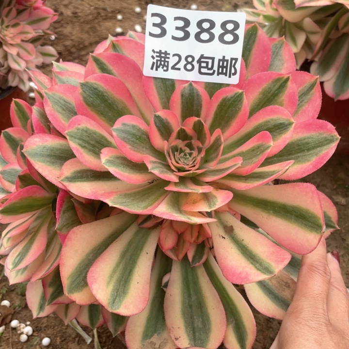 3388一号棚女巫多肉A