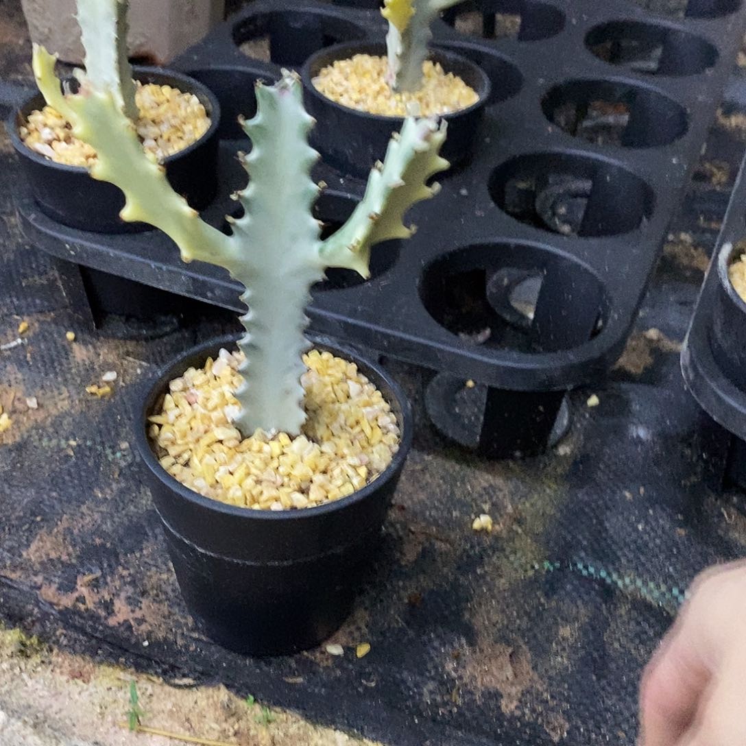 白龙骨一物一拍一