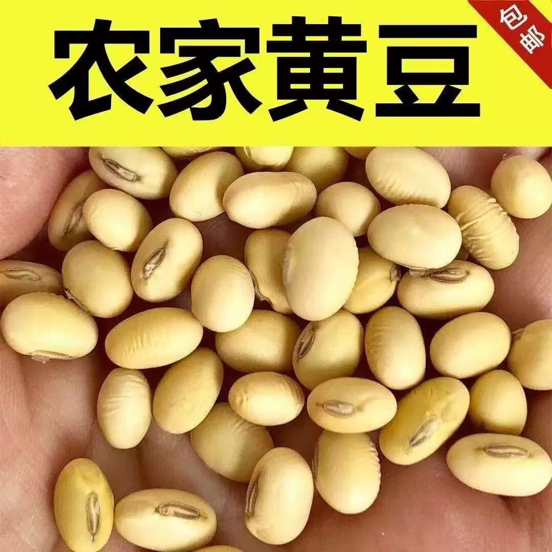 椭圆黄豆大豆农家自种非转基因可打豆浆豆腐的食用农产品