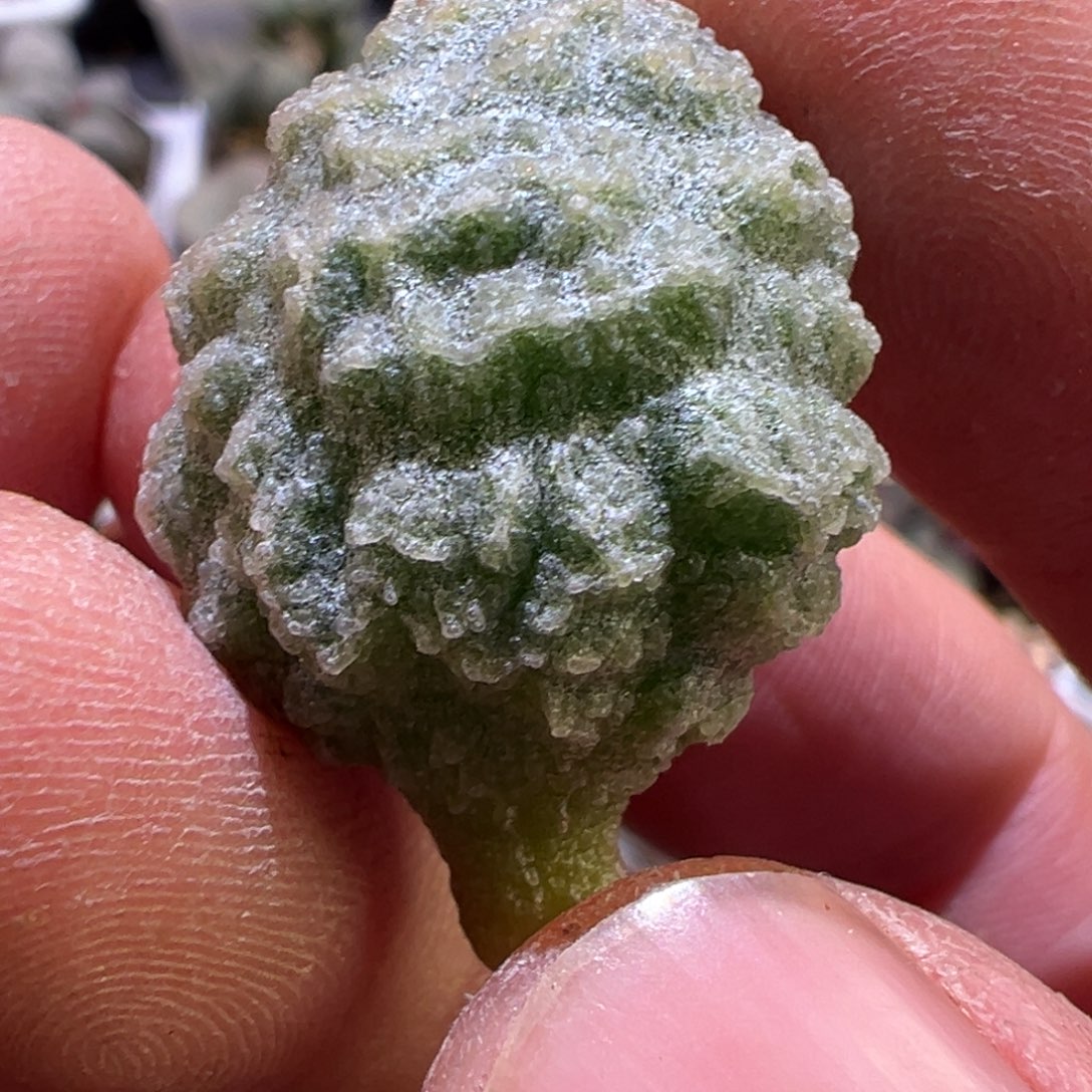 凸起尤点新品多肉植物水泡