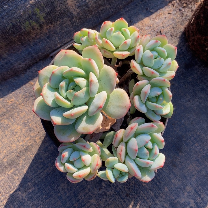 香草。            