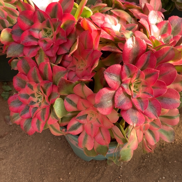 467香妃多肉植物特价