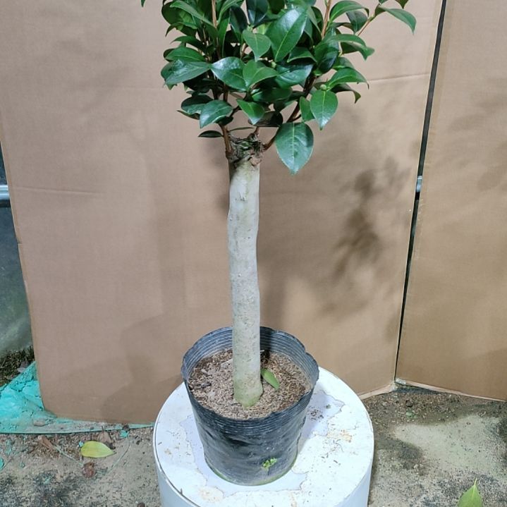 314葛蕾丝，原盆原土发货，不包邮。