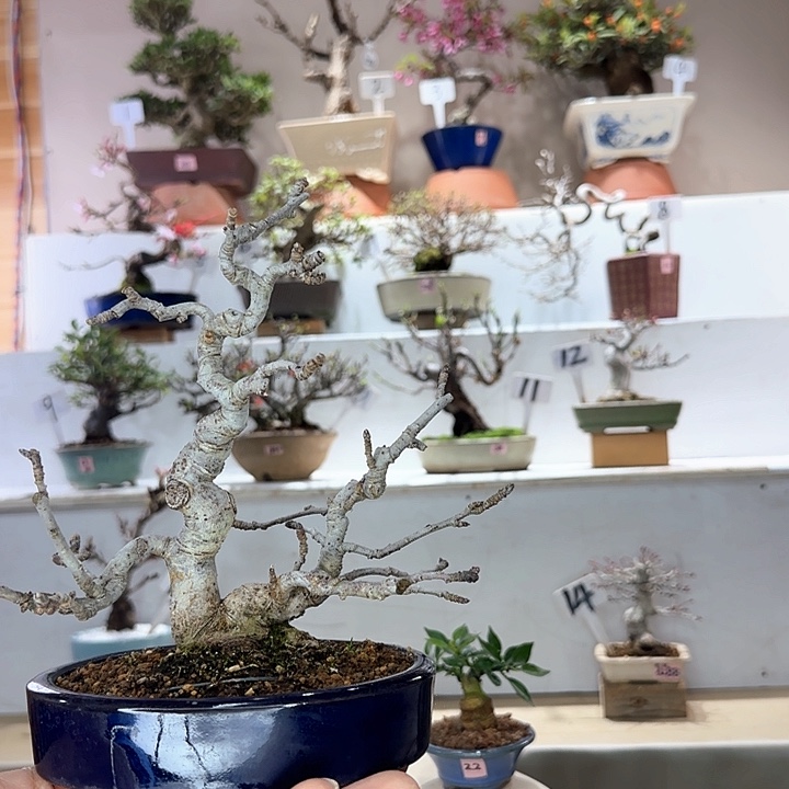 姬苹果盆景盆栽盆景