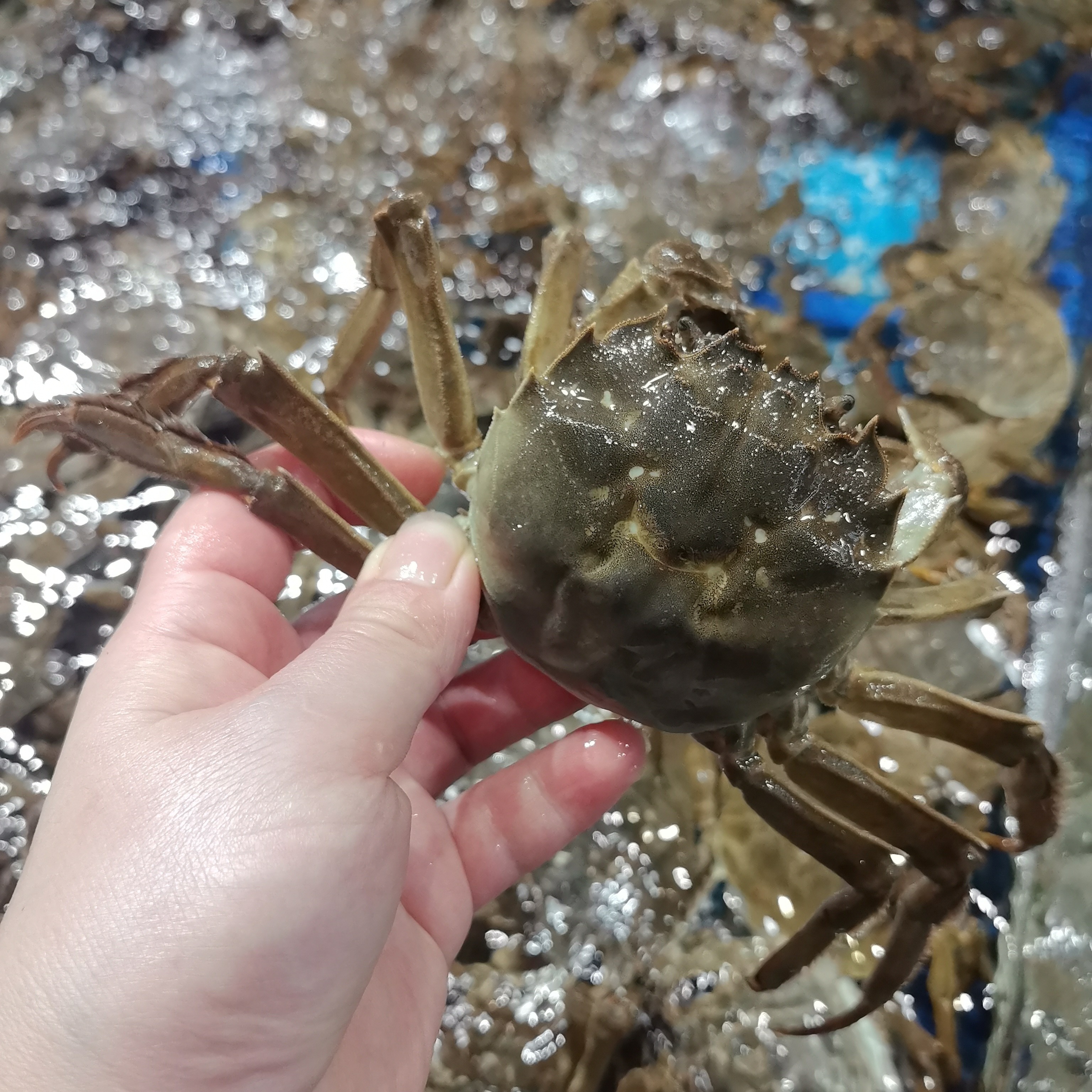 大母蟹3 - 4两/只母蟹大九母 6-9 只