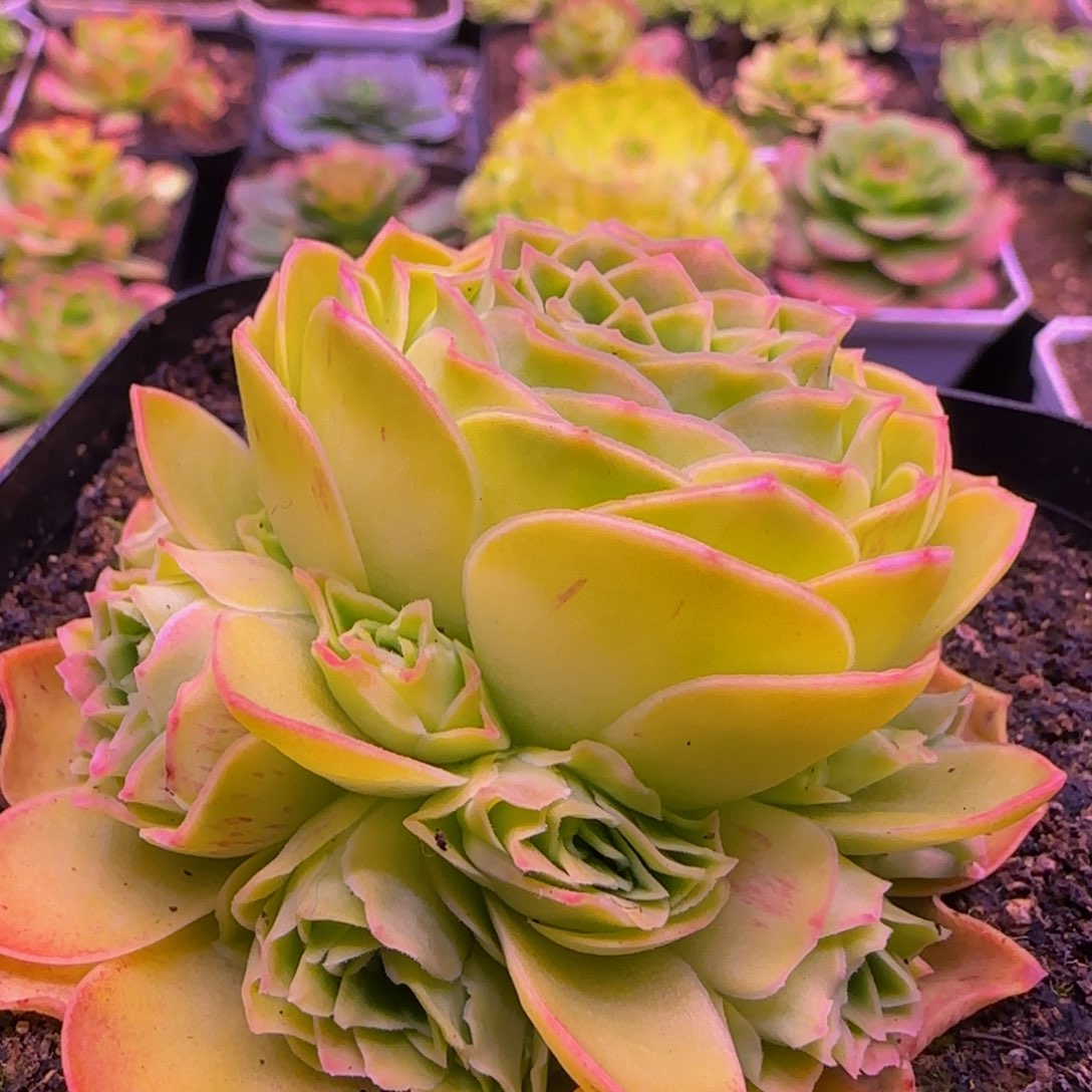 玉宇1343437676757572