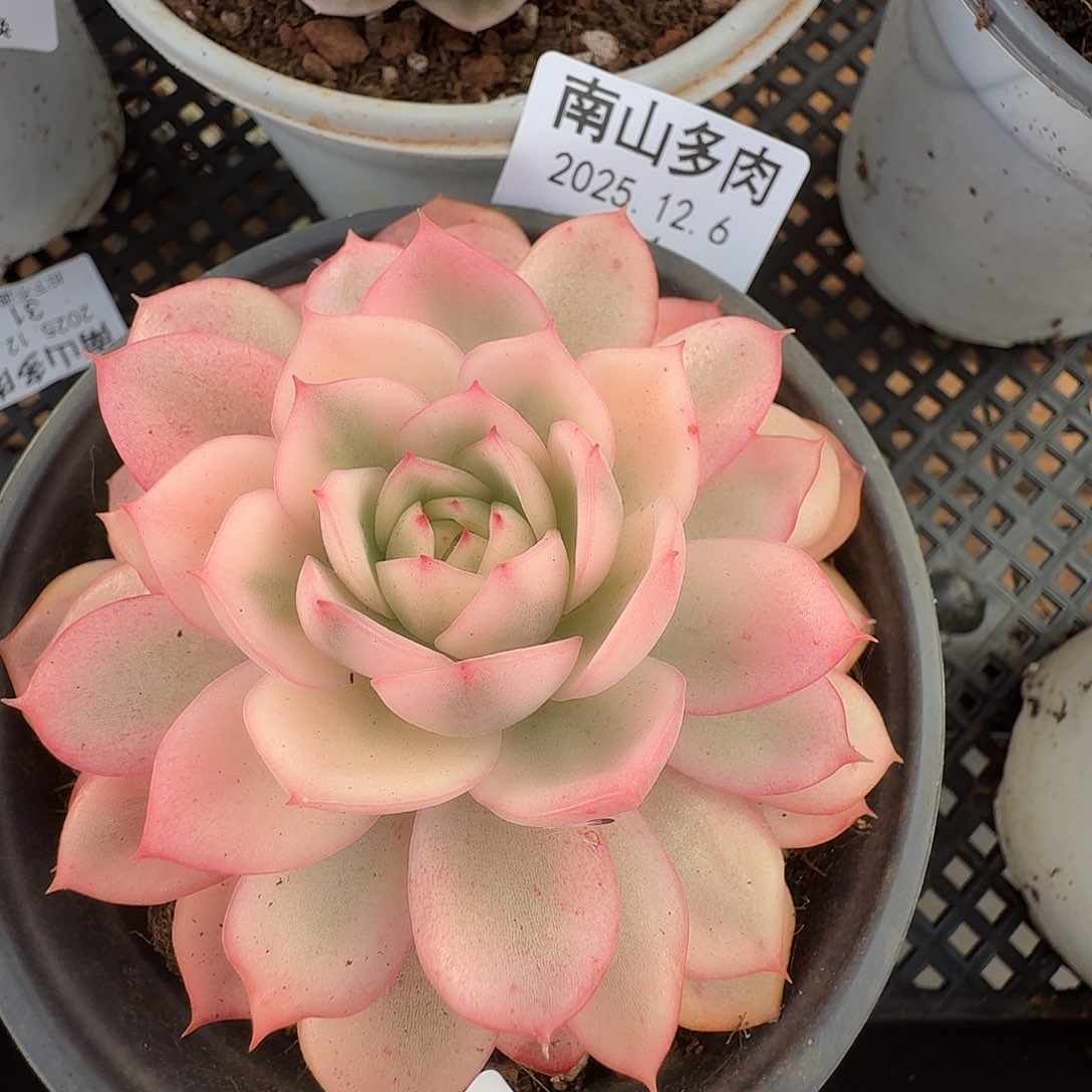 粉水晶锦111126-110