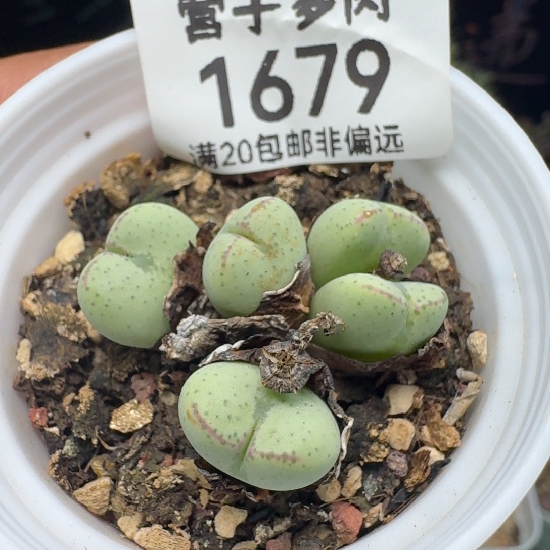 爱将带盆土。         