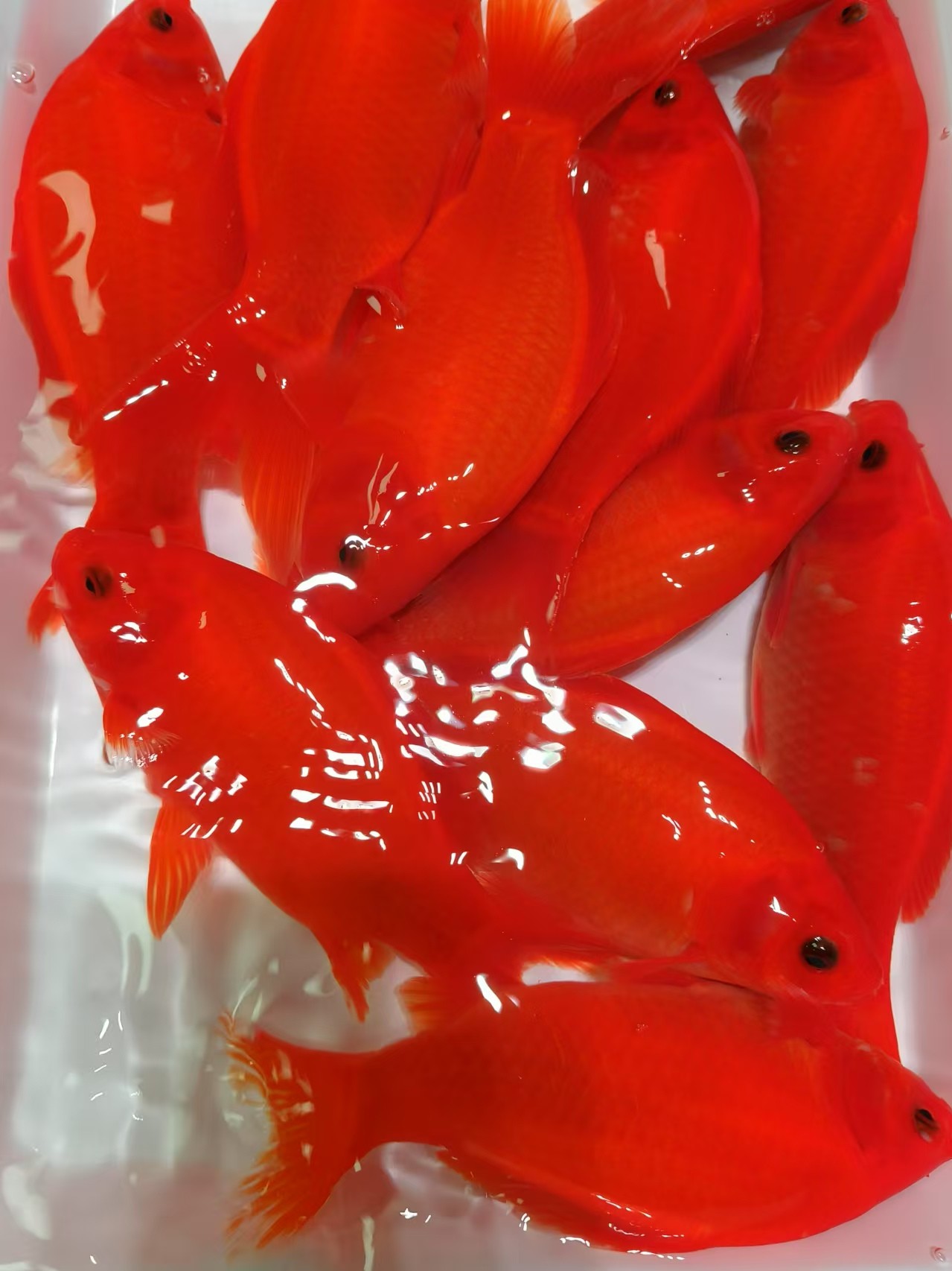 观赏 淡水鱼 冷水鱼  红鹦鹉鱼