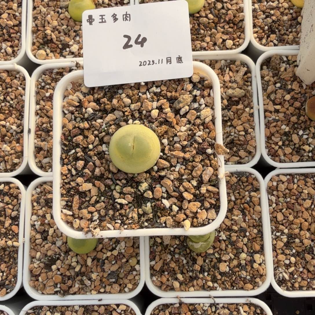 柴***猫多肉多肉多肉11-024