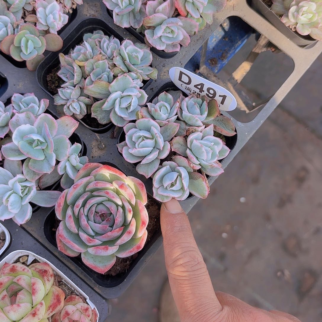 D491伯克利锦一物一拍