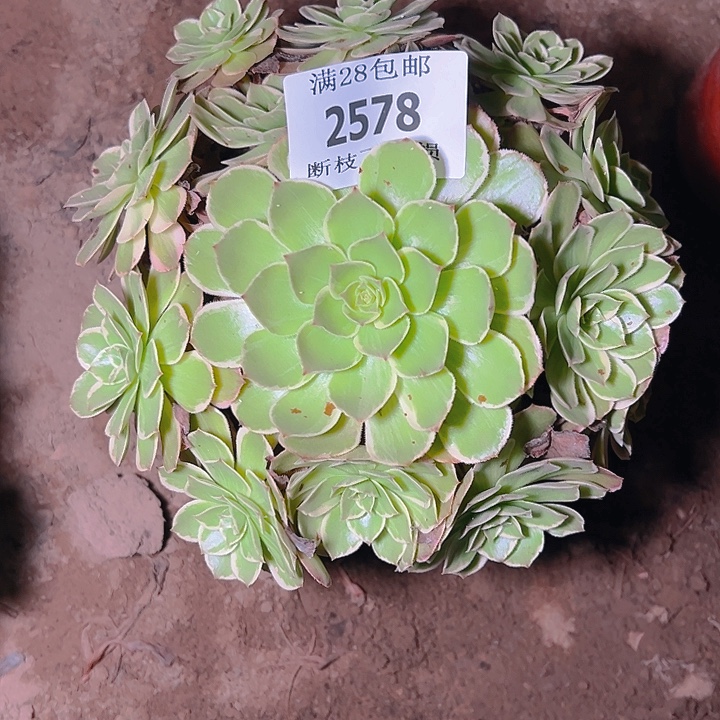 2578莲花座多肉植物
