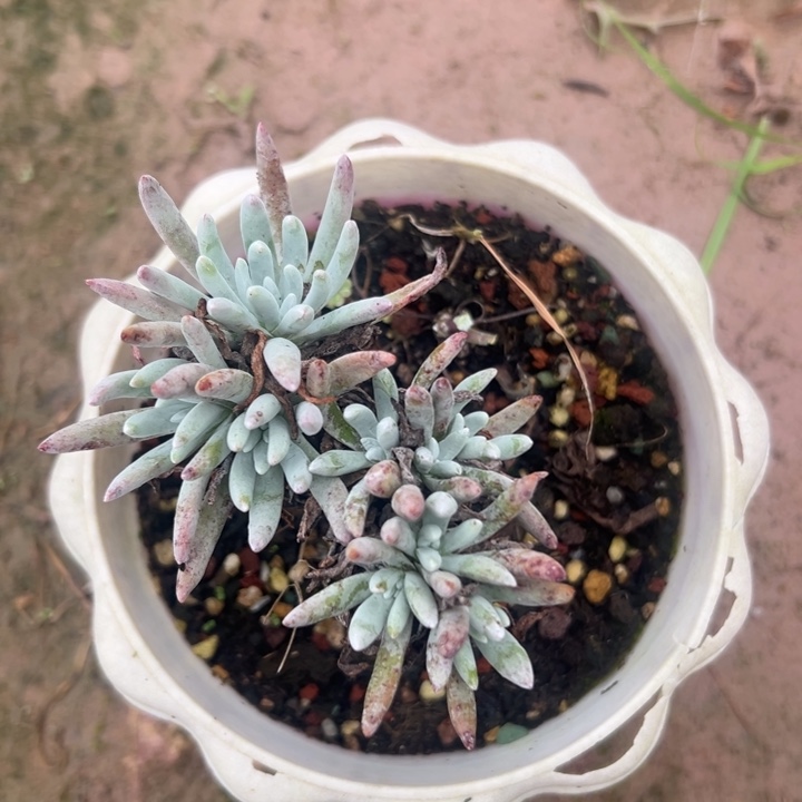 爱杜丽斯～一物一拍2944