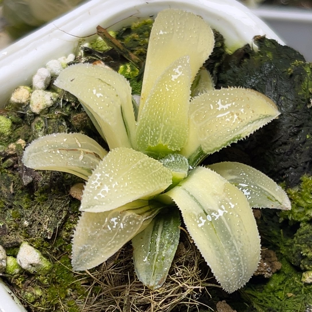 十二卷多肉植物2992蓝光