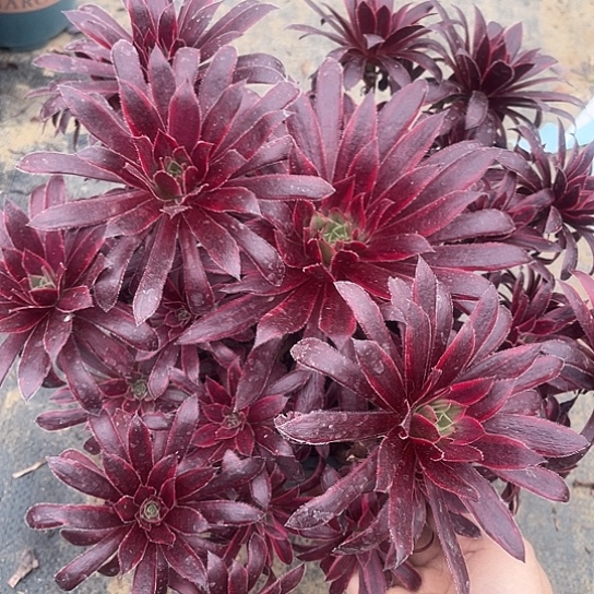 多肉植物孔雀锦5