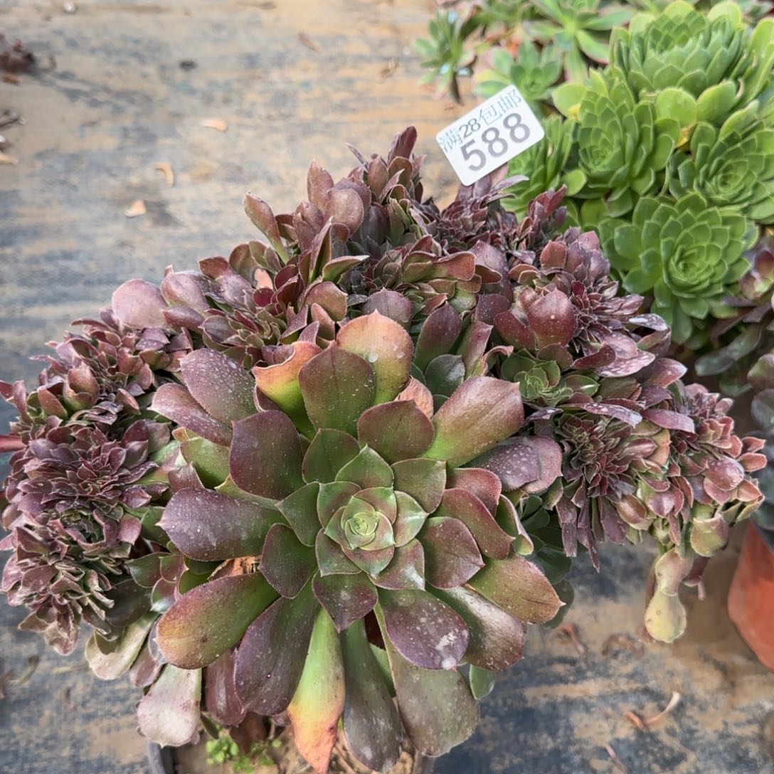 玫瑰缀化多肉588满28包邮断枝不包