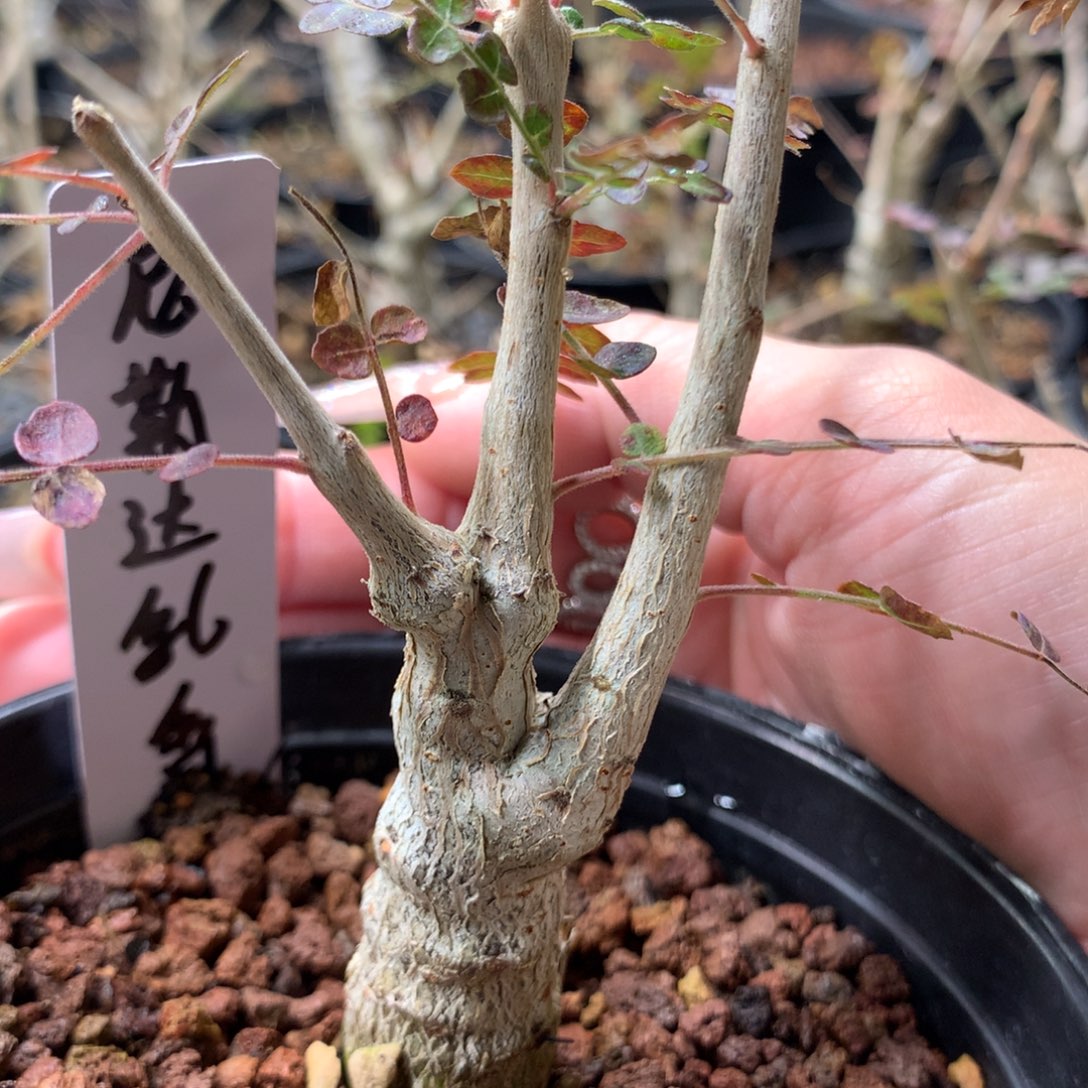 尼勒达乳香实生带盆