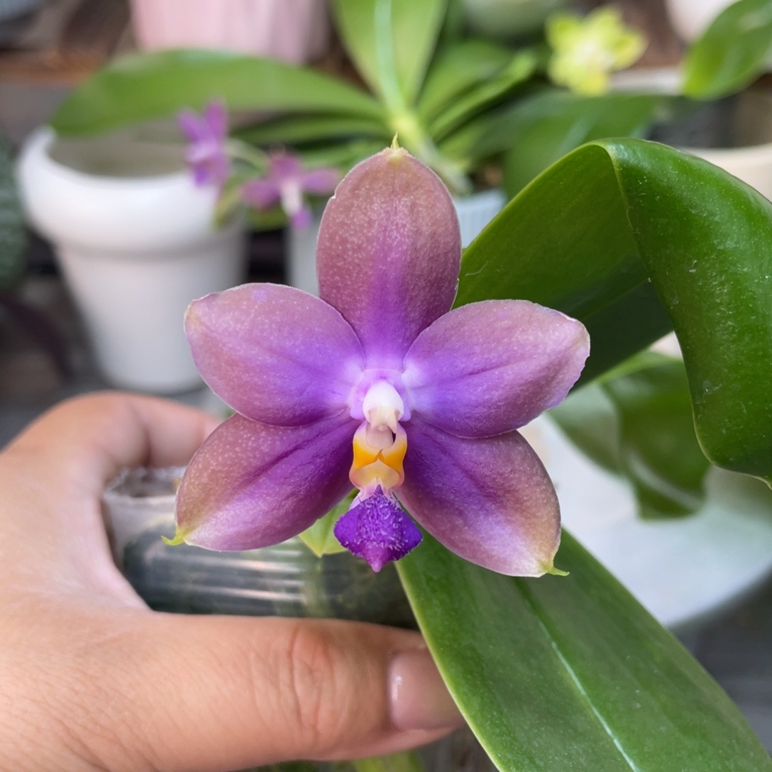 完全开放鱼鱼交蓝鸟