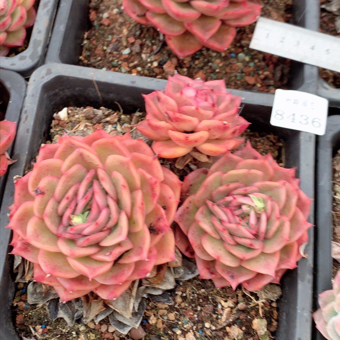 8436杂交多肉植物基地