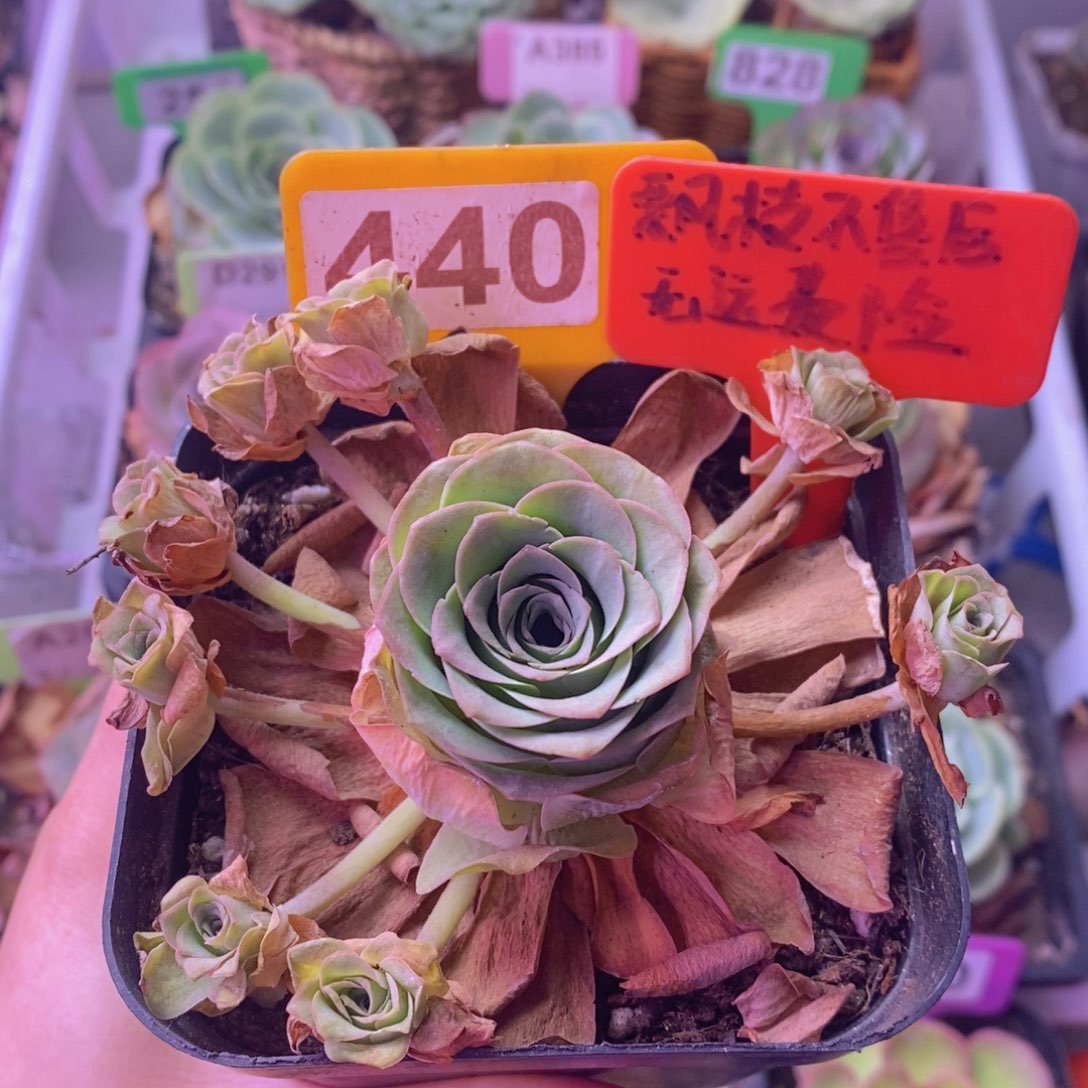 飘枝玫瑰一物一拍440 裸根发