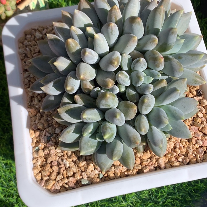 哥特萝莉群多肉发货