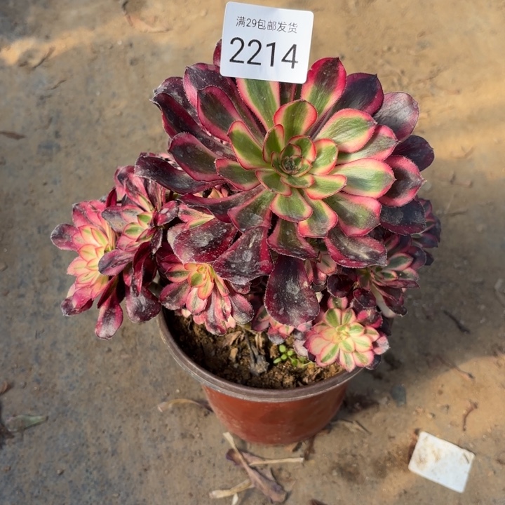 香奈儿多肉根不大2214