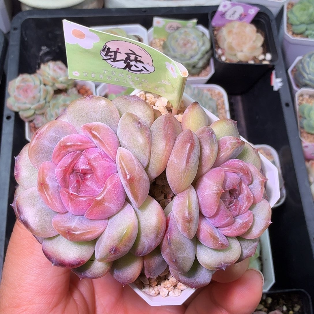 红色恋人下播福利