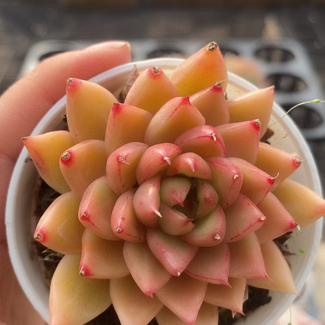 可爱肉肉喜欢拍188