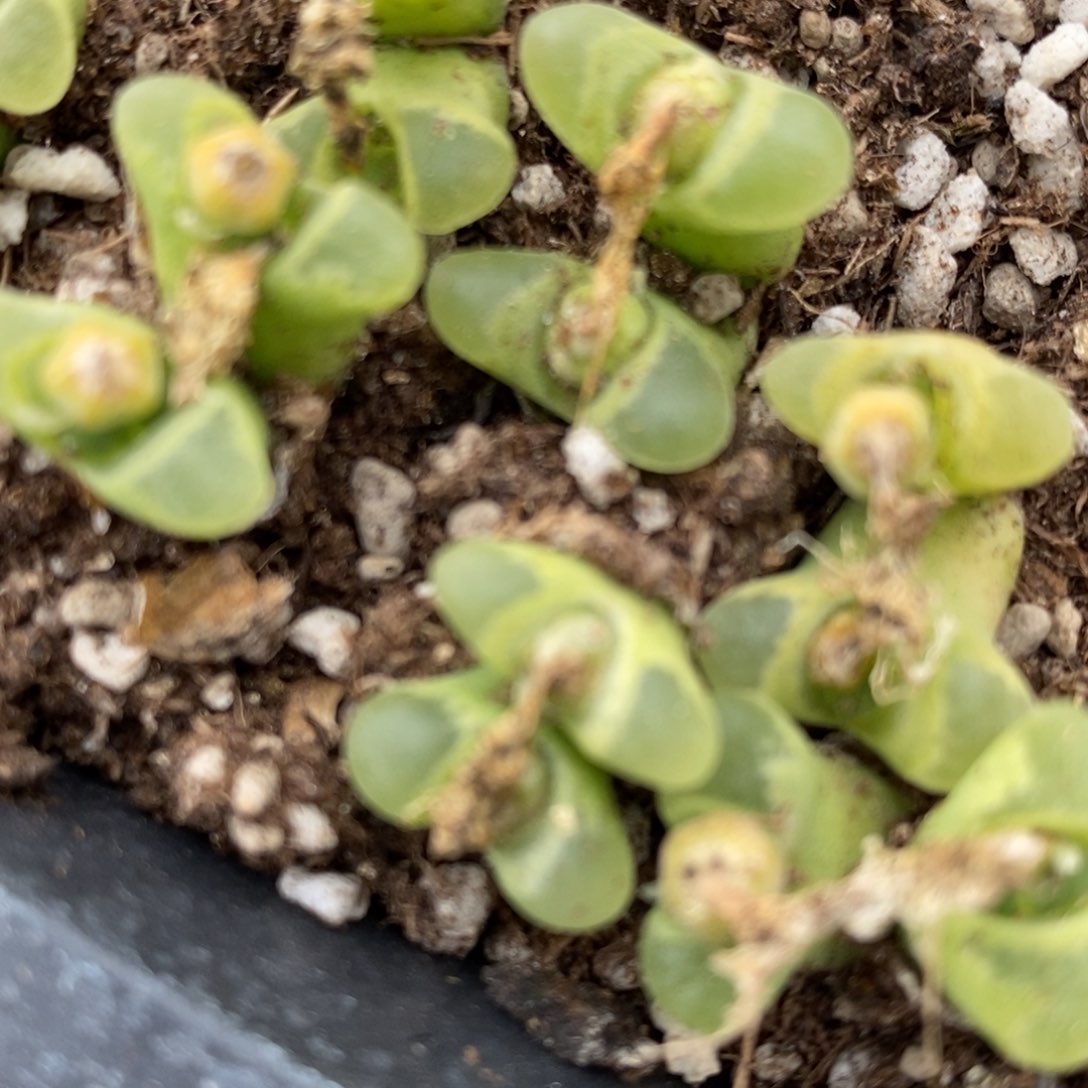 双头奶瓶风铃一颗